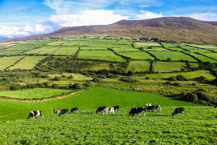 lthubbard-fields-0254