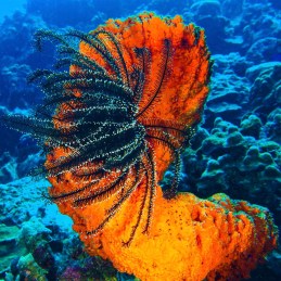 Bonair Orange Coral Paul Stockmann SQUARE