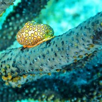 Bonaire Snail Paul Stockmann